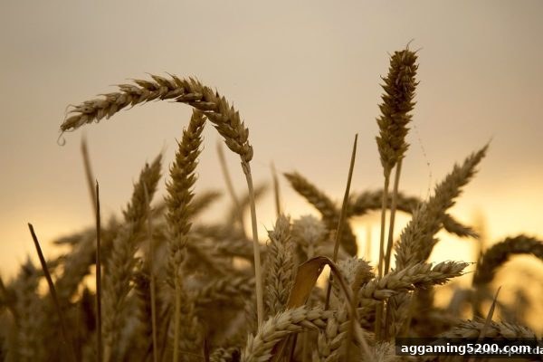 账户异常后如何合规维权？皇冠体育官网为您梳理全流程指南